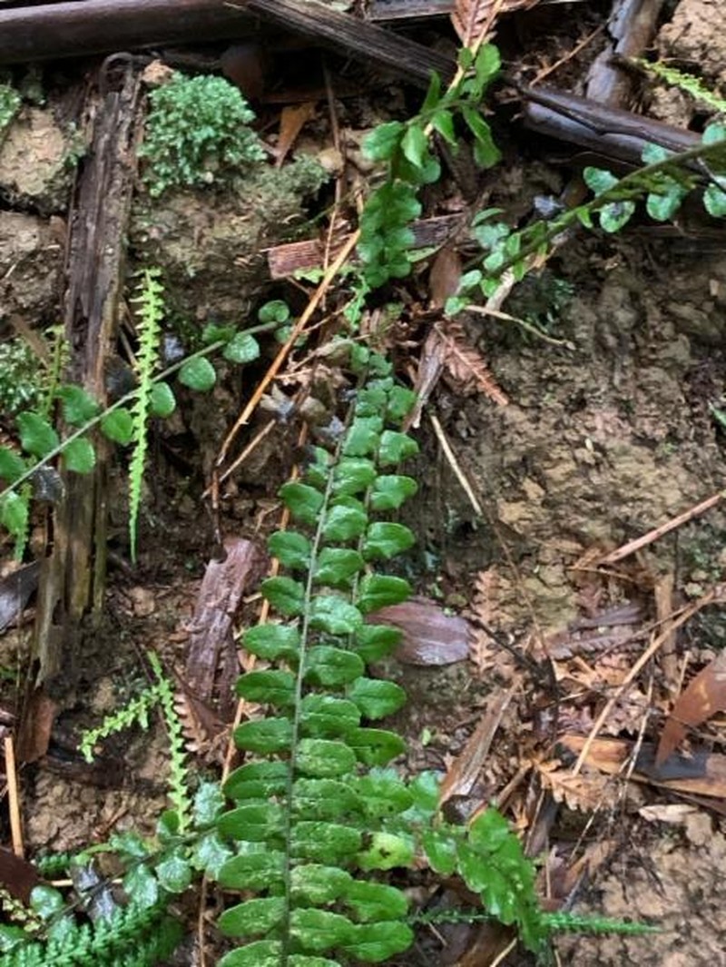 Blechnum fluviatile photo 2