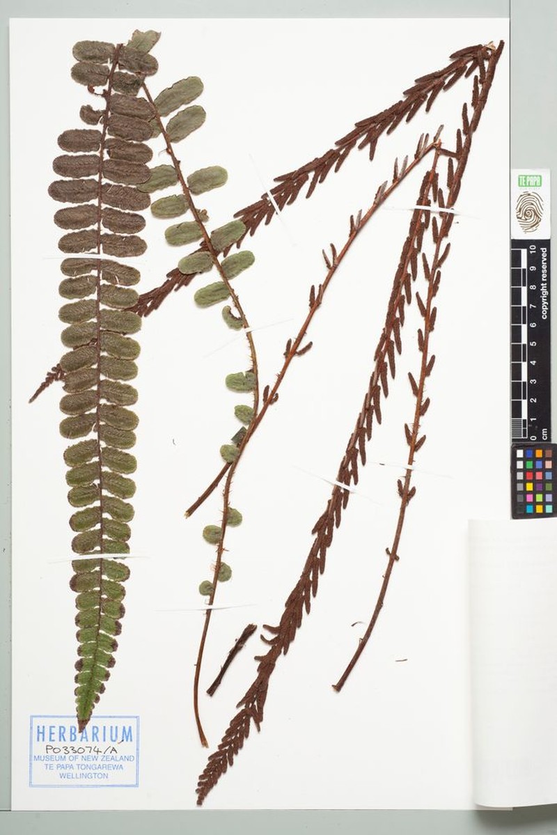 Blechnum fluviatile photo 3