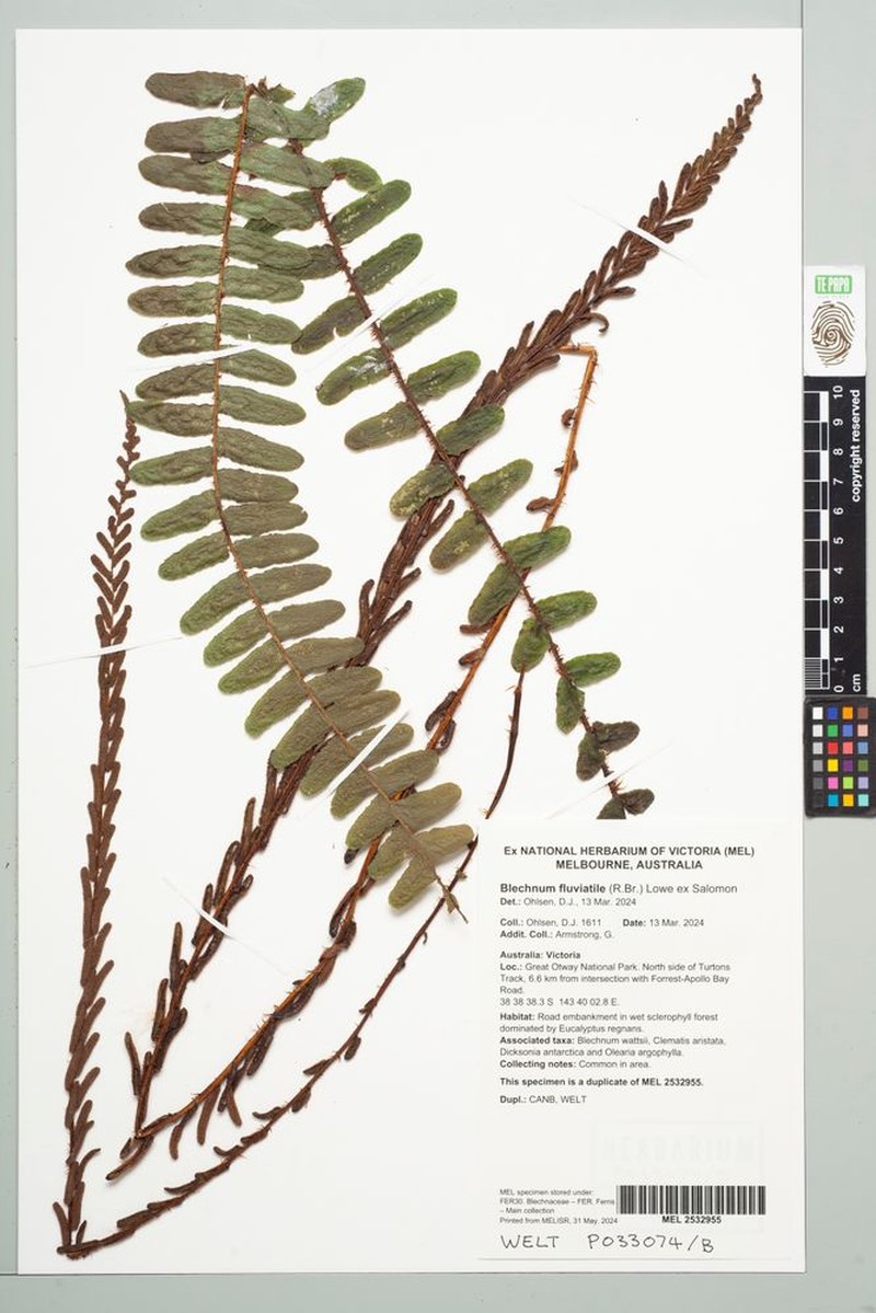Blechnum fluviatile photo 4