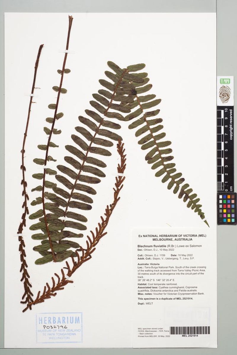 Blechnum fluviatile photo 5