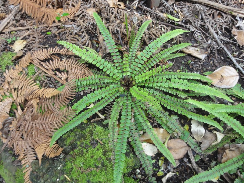Blechnum fluviatile