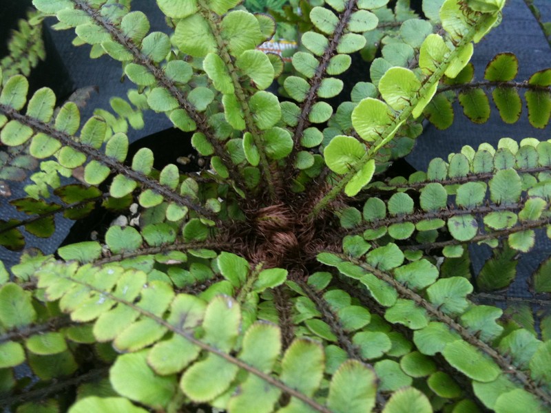 Blechnum fluviatile photo 6