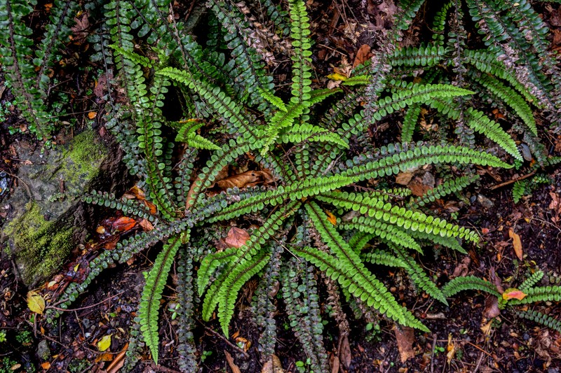 Blechnum fluviatile photo 7