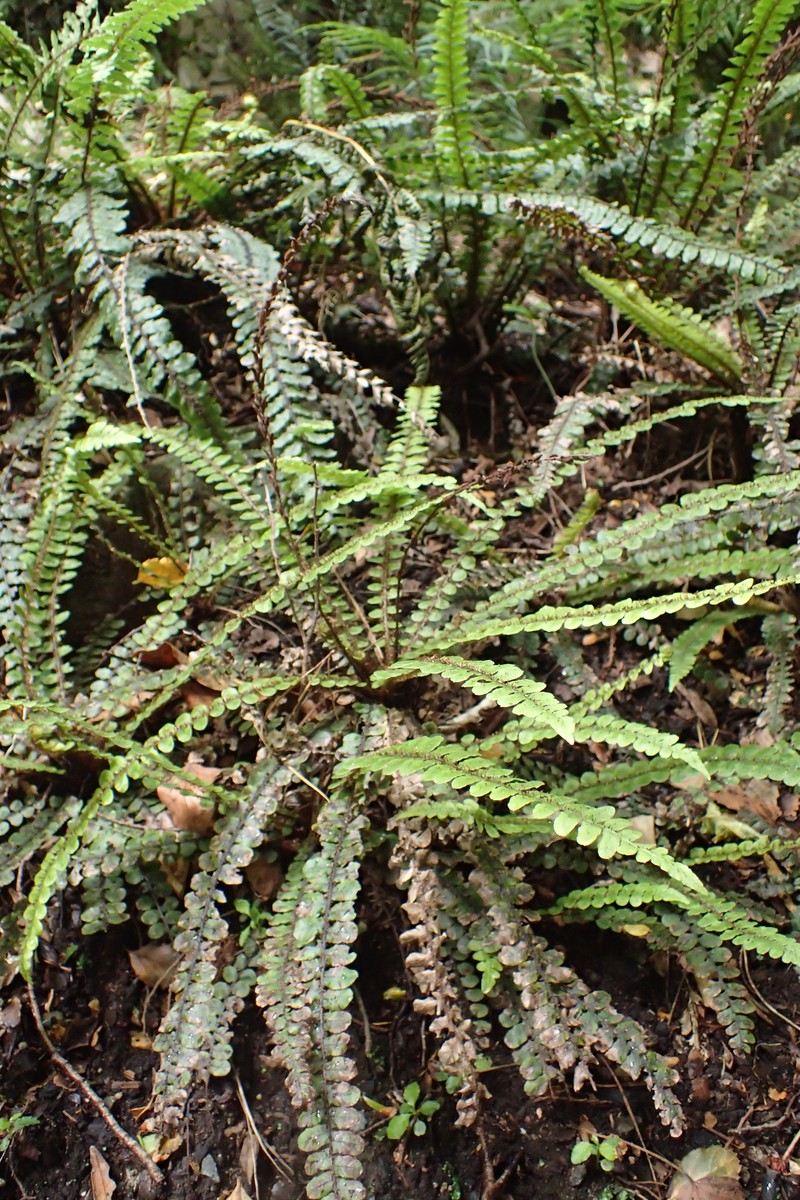 Blechnum fluviatile photo 8