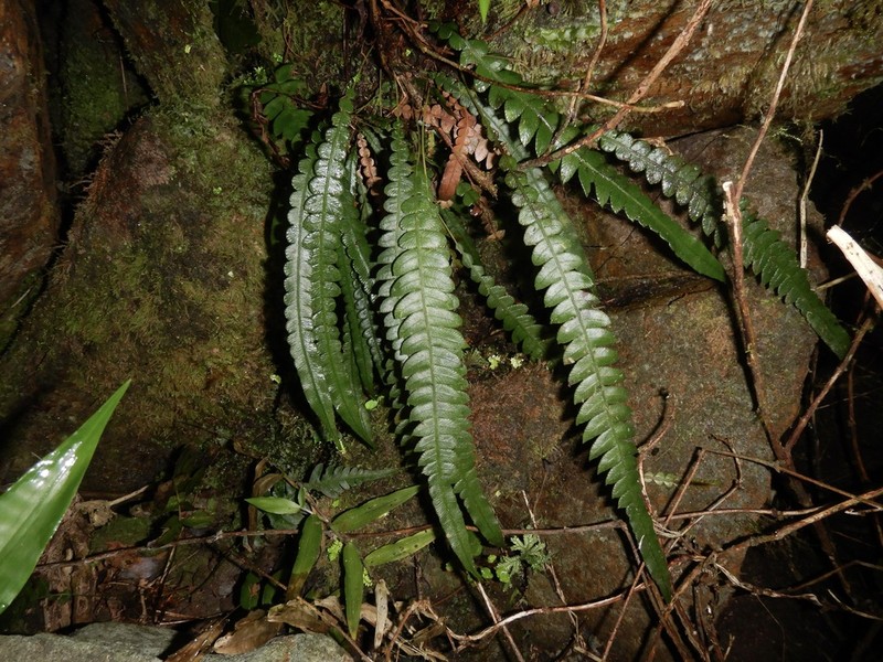 Fragile Midsorus Fern