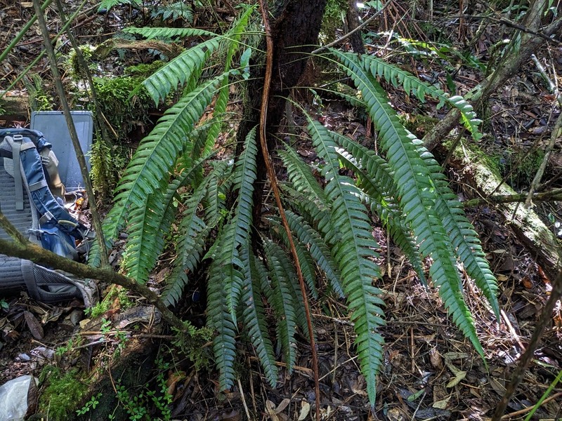 Fragile Midsorus Fern photo 2