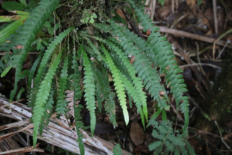 Fragile Midsorus Fern photo 3