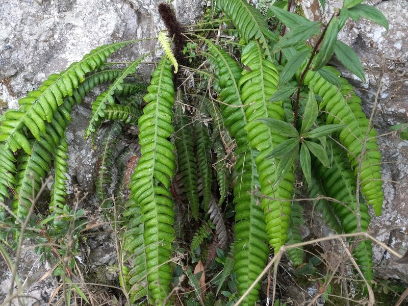 Fragile Midsorus Fern photo 4