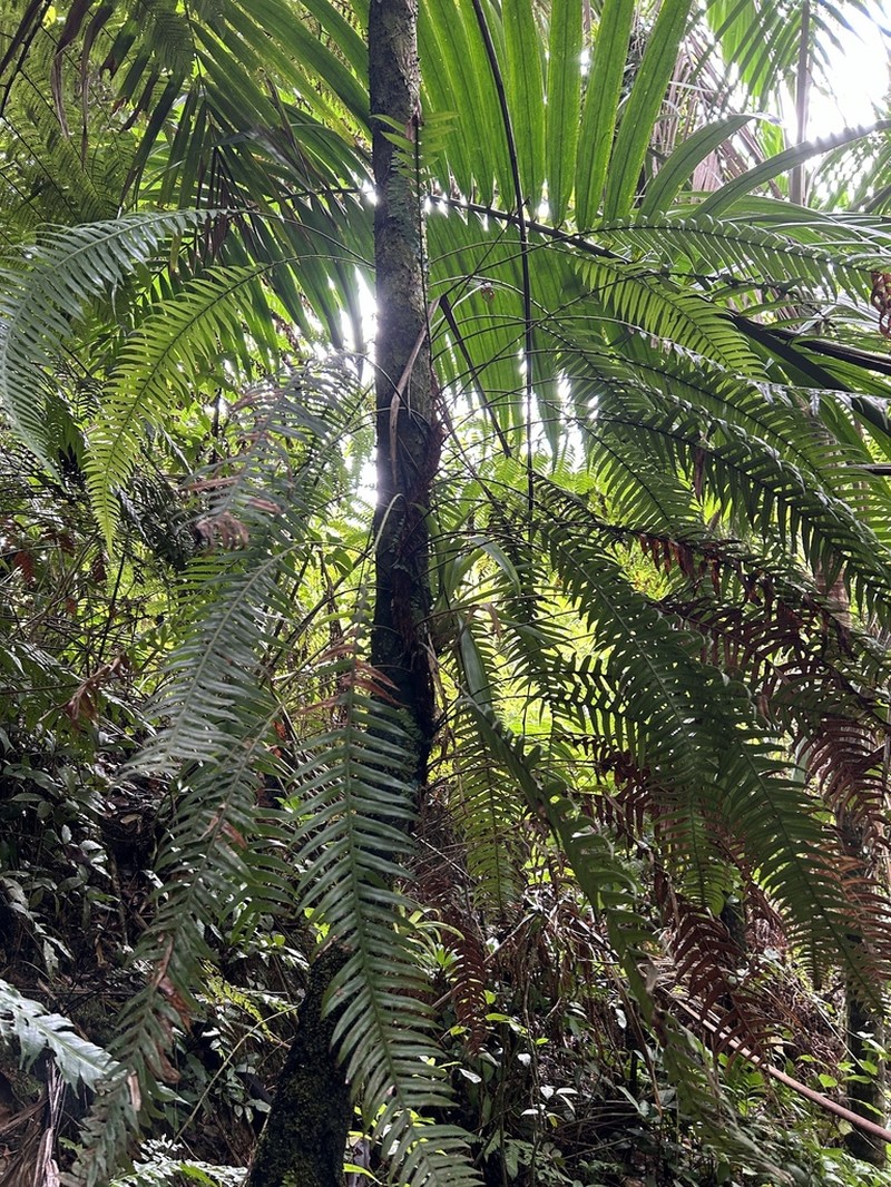 Fragile Midsorus Fern photo 5