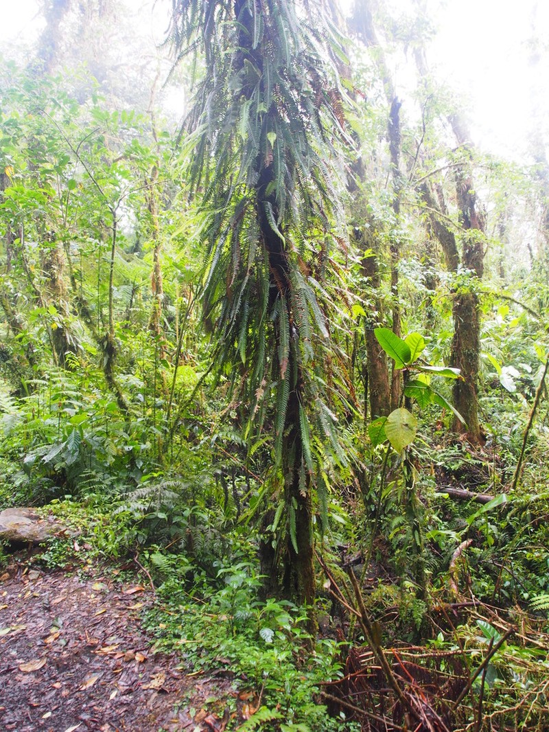 Fragile Midsorus Fern photo 6