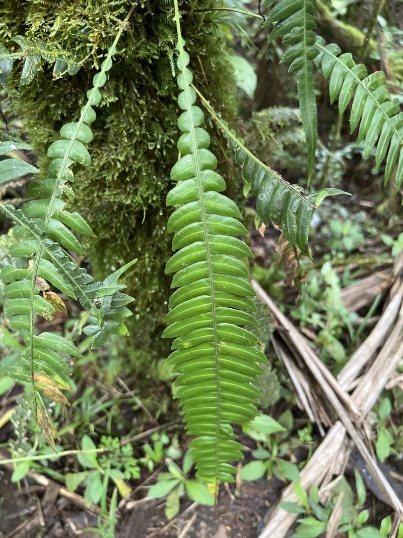 Fragile Midsorus Fern photo 7