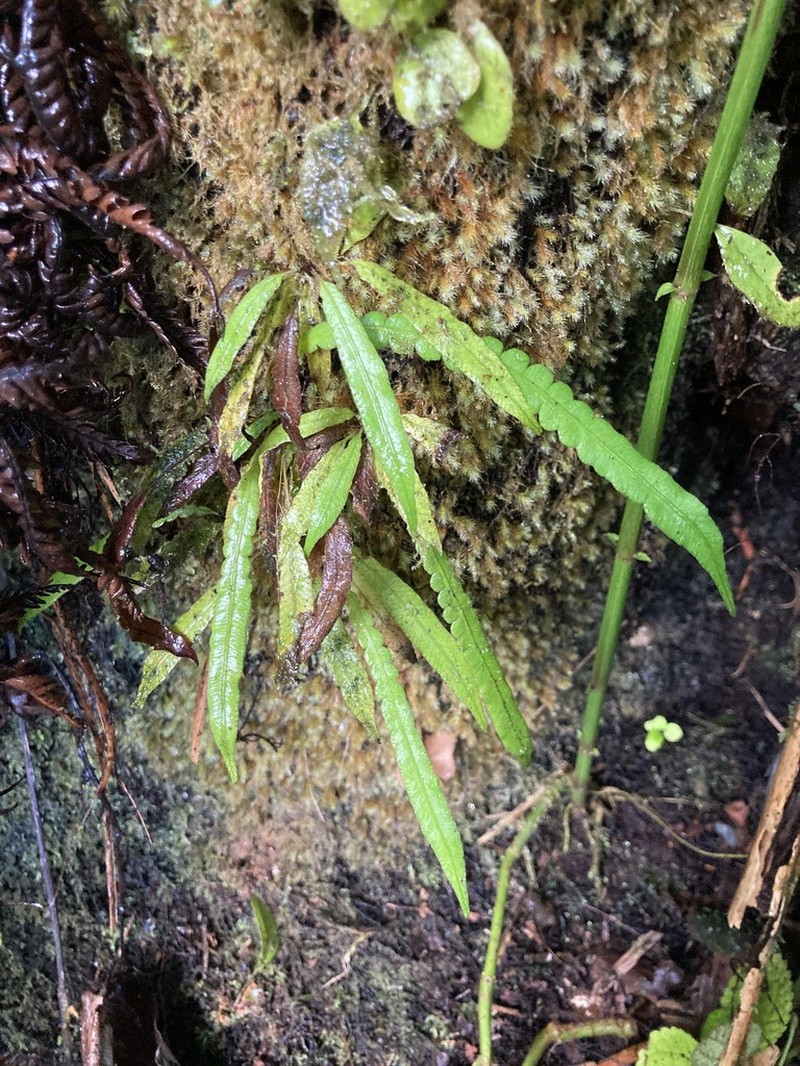 Fragile Midsorus Fern photo 8
