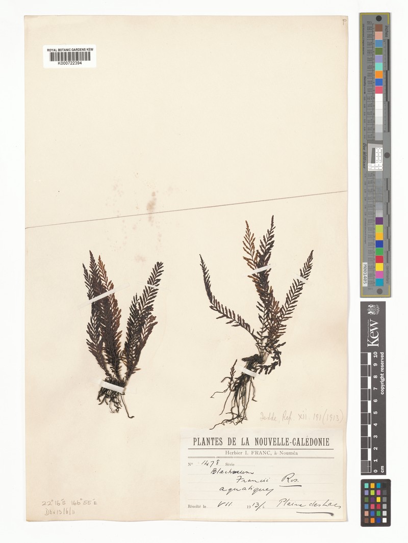 Blechnum francii photo 4