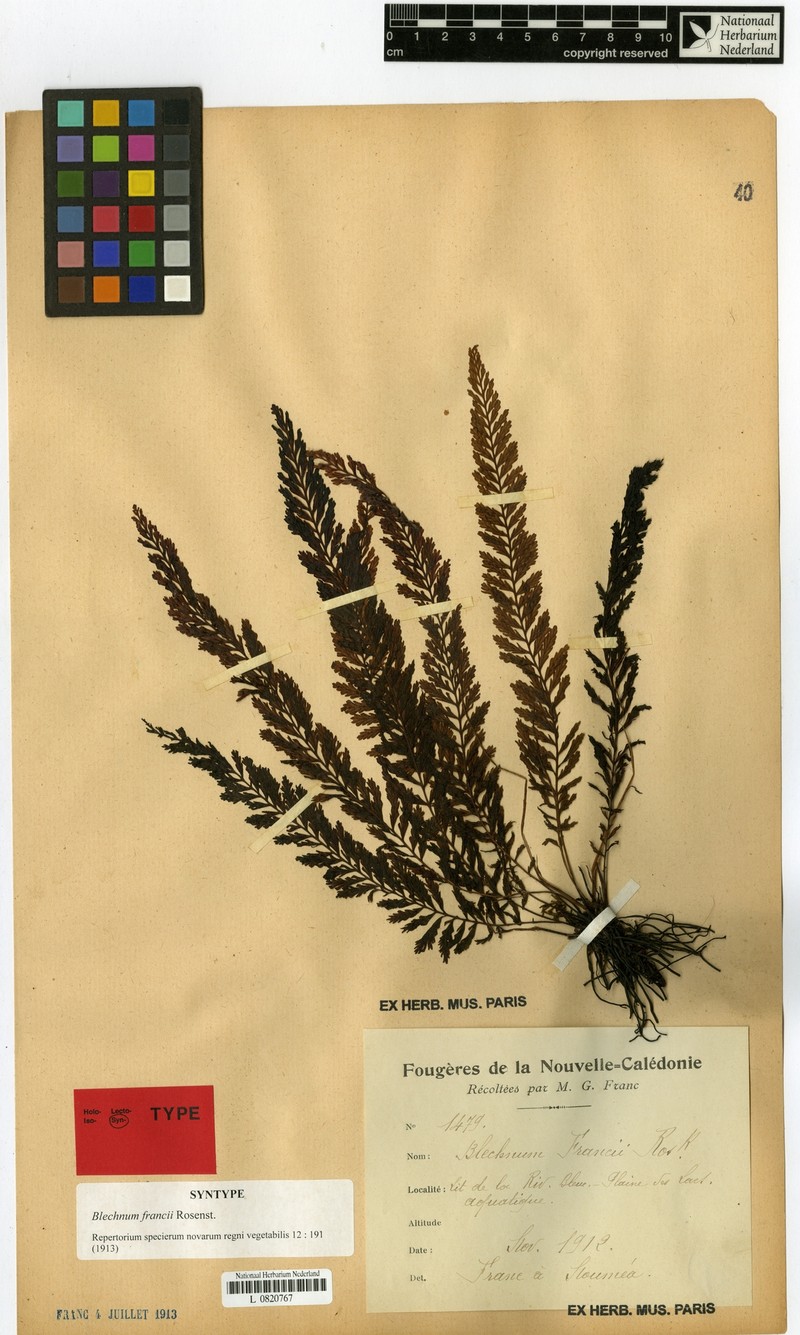 Blechnum francii photo 5