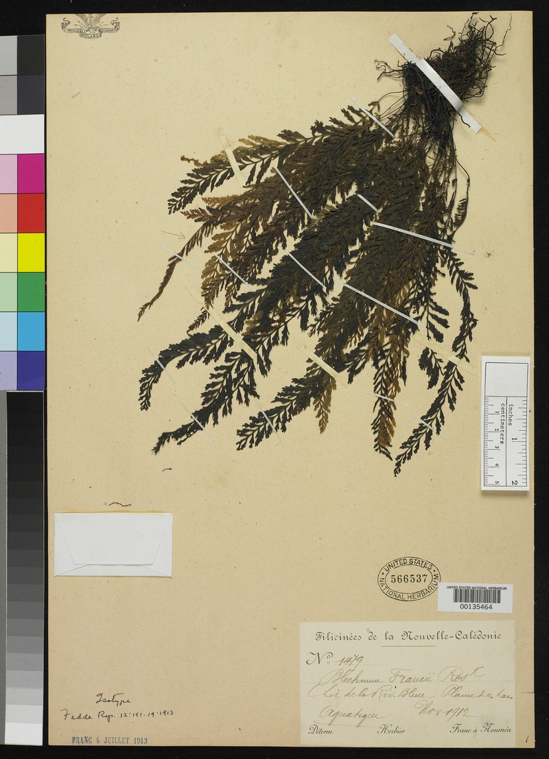 Blechnum francii