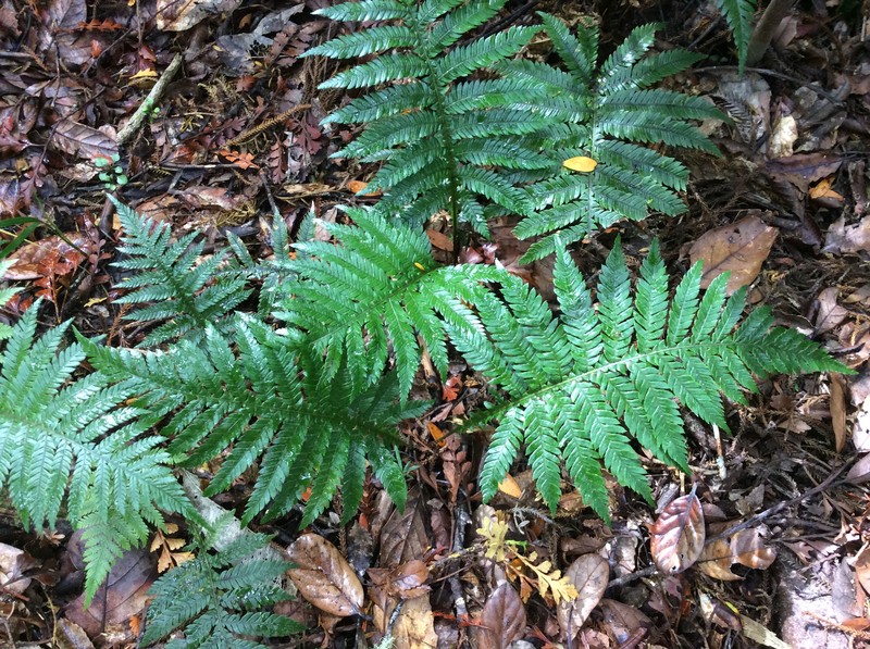 Blechnum fraseri