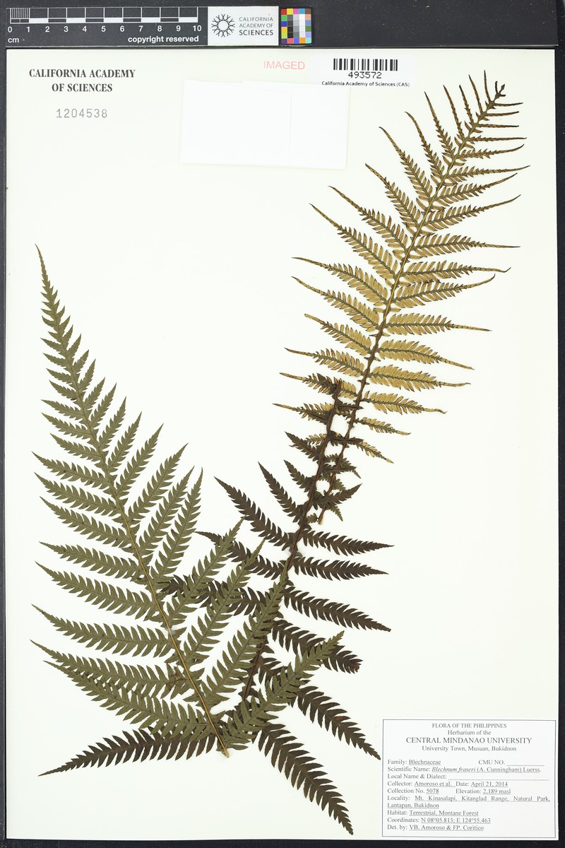 Blechnum fraseri photo 2