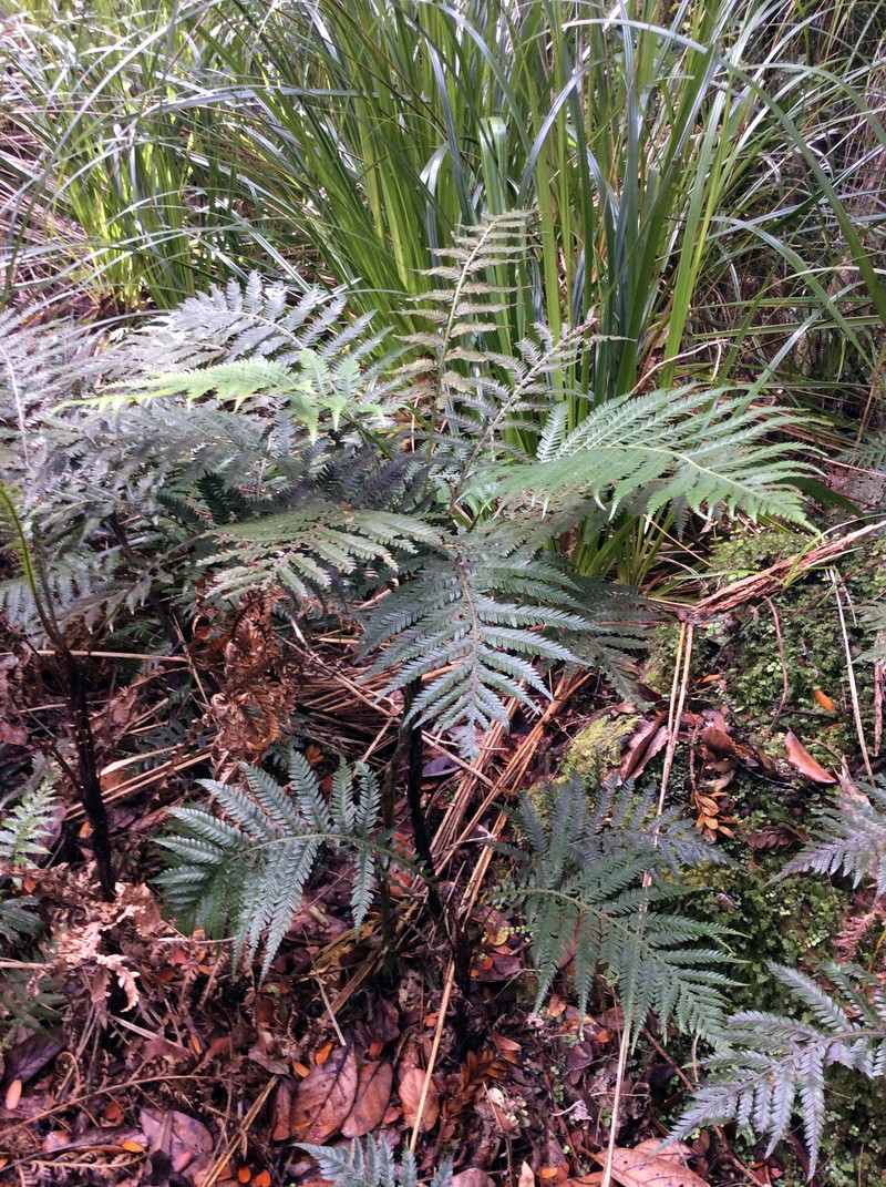 Blechnum fraseri photo 3