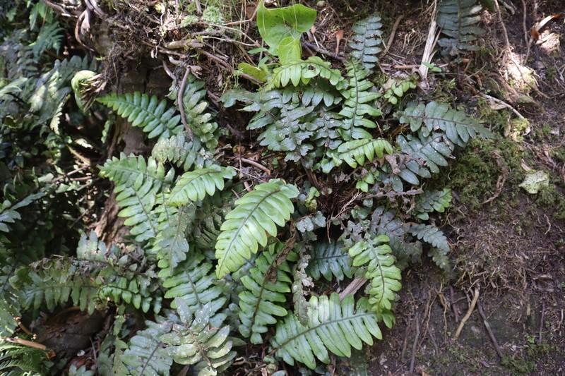 Blechnum fullagari