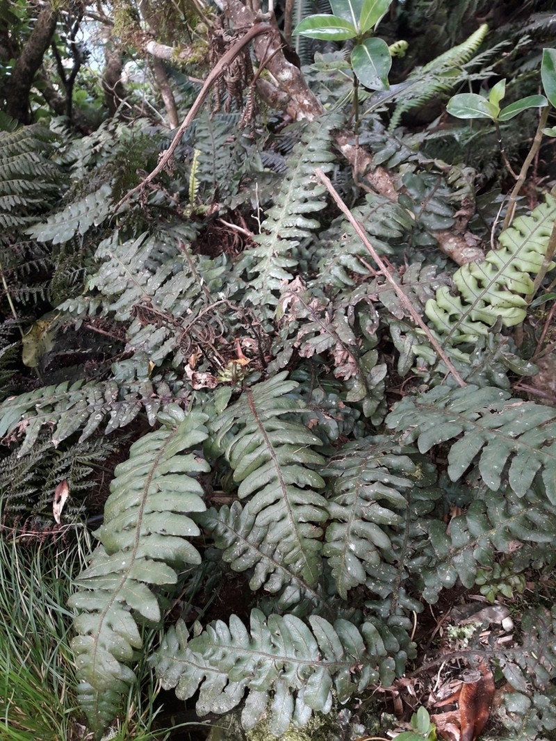 Blechnum fullagari photo 2