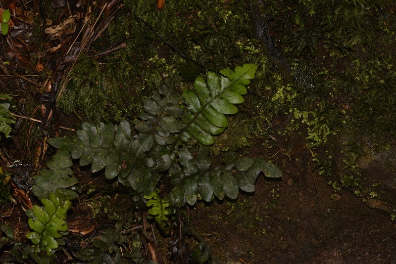 Blechnum fullagari photo 4
