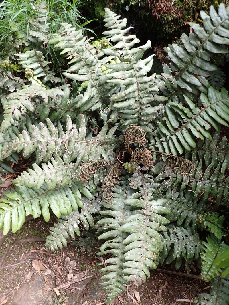 Blechnum fullagari photo 5