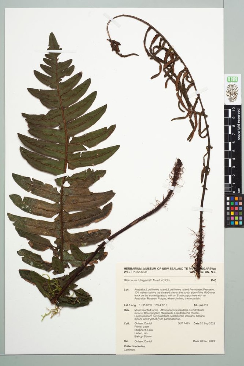 Blechnum fullagari photo 6