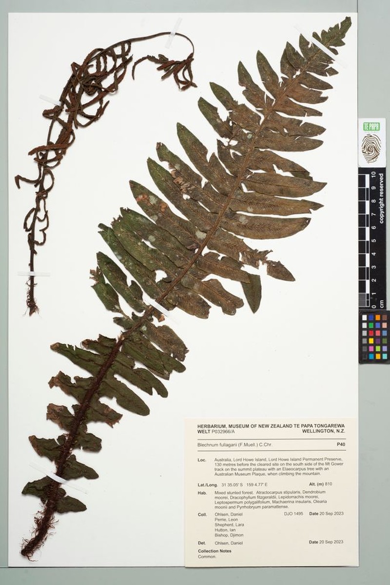 Blechnum fullagari photo 7