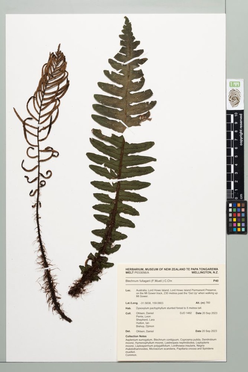 Blechnum fullagari photo 8