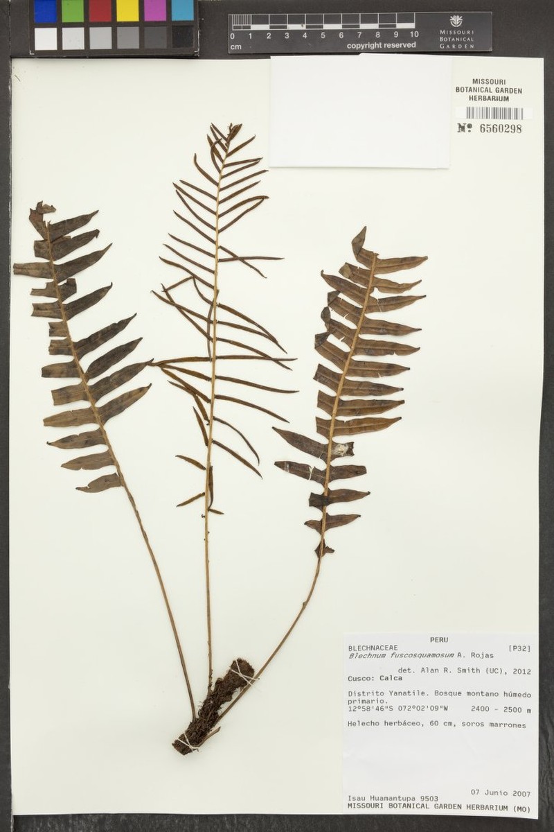 Blechnum fuscosquamosum photo 2