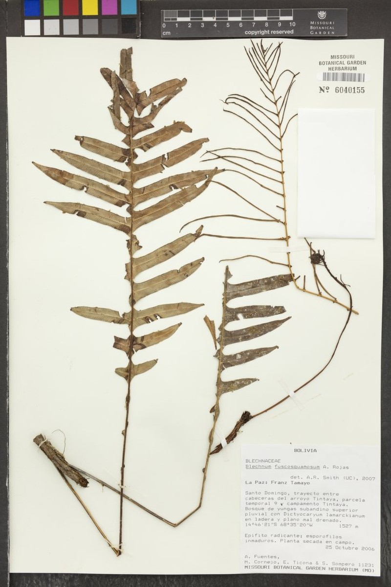 Blechnum fuscosquamosum photo 3