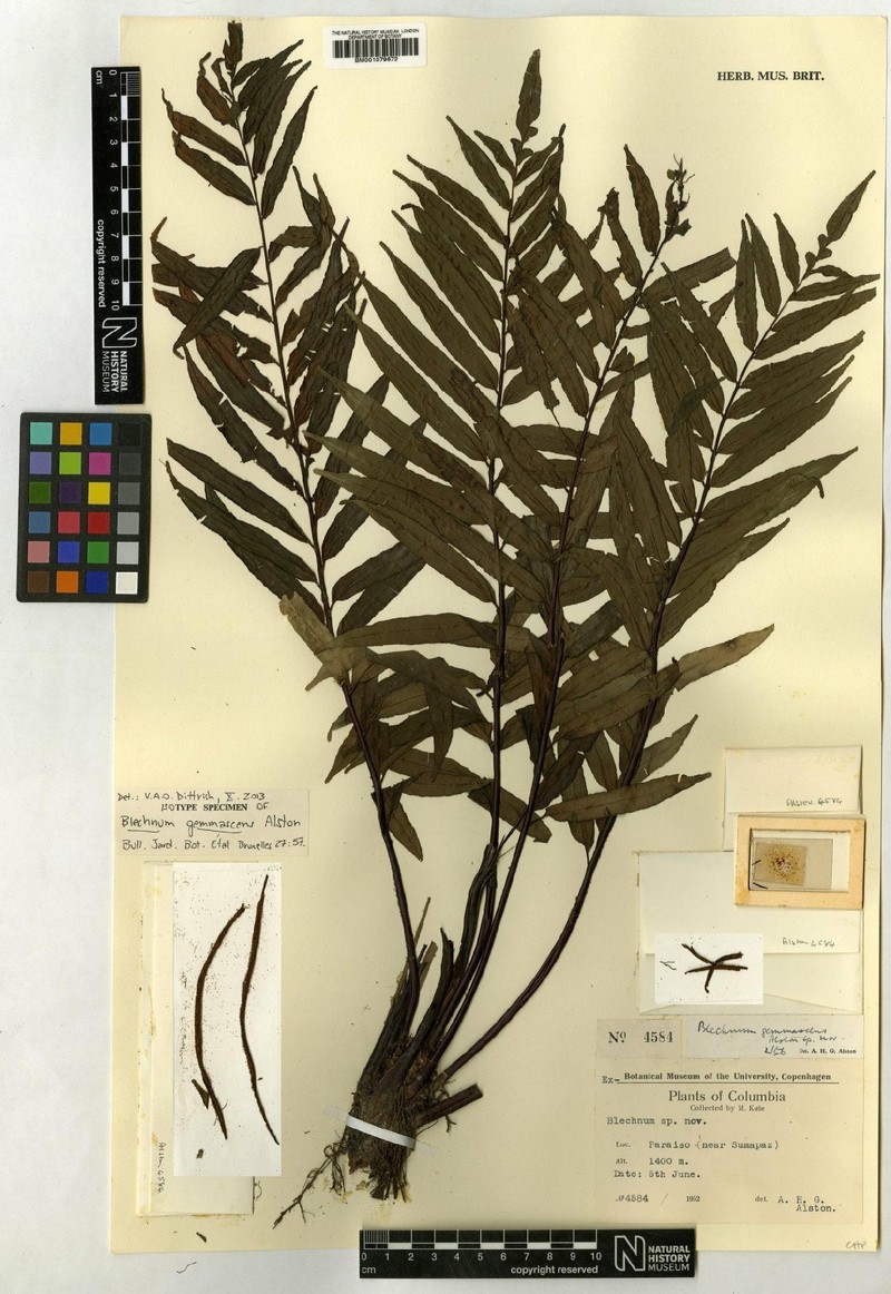 Blechnum gemmascens