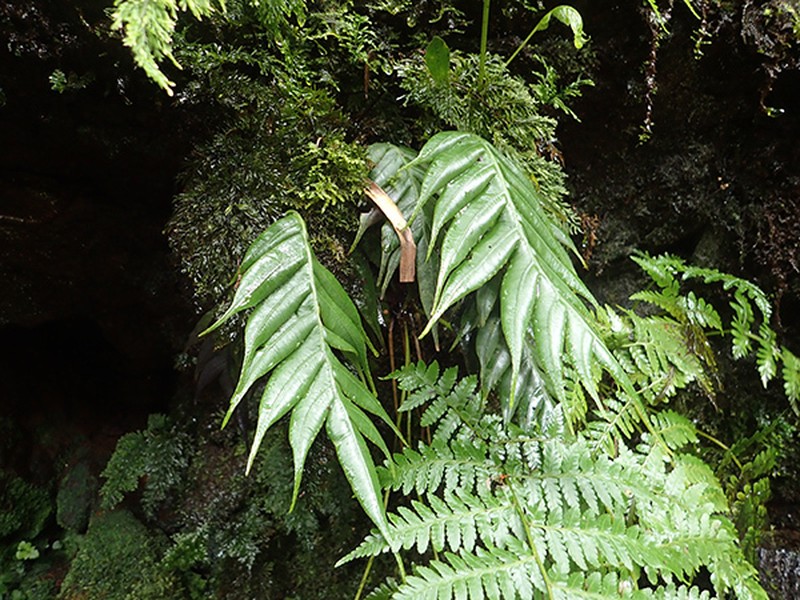 Blechnum geniculatum