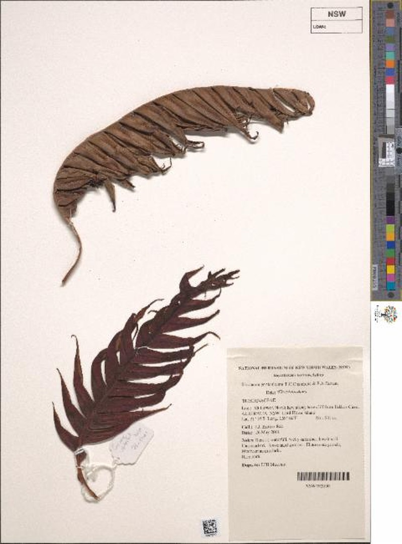 Blechnum geniculatum photo 3