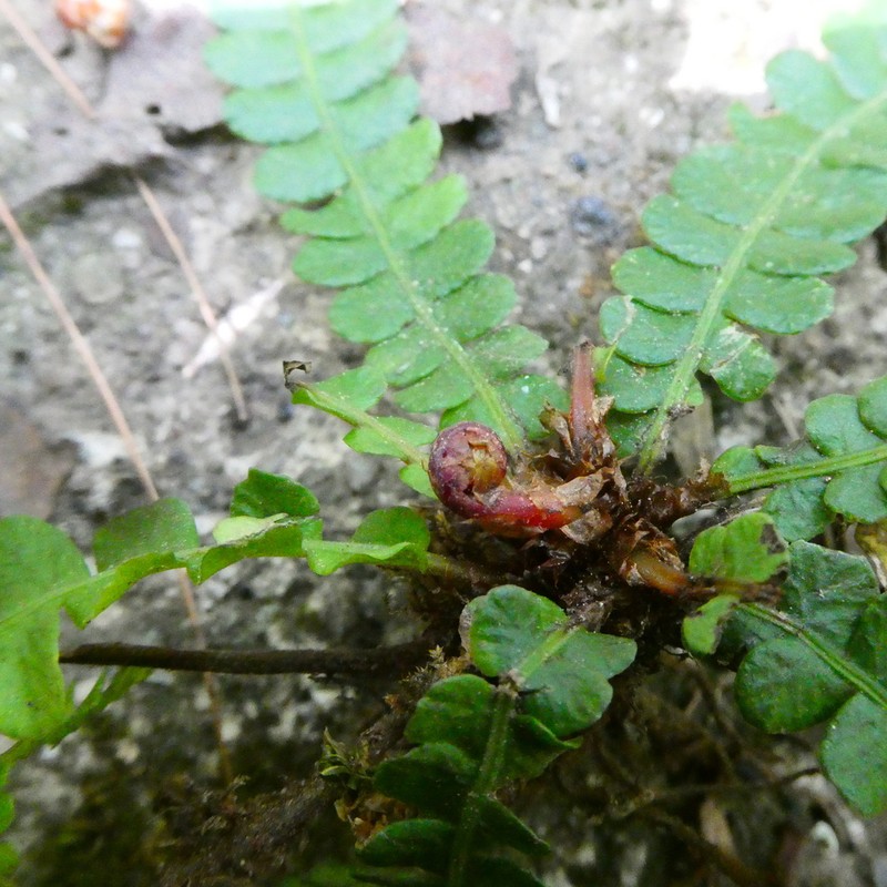 Blechnum ghiesbreghtii