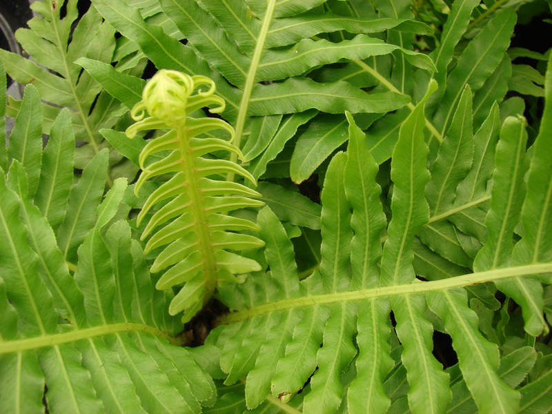 Blechnum gibbum photo 2