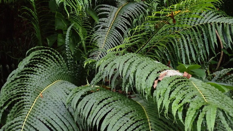 Blechnum gibbum photo 3