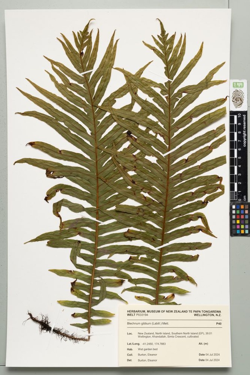 Blechnum gibbum photo 4