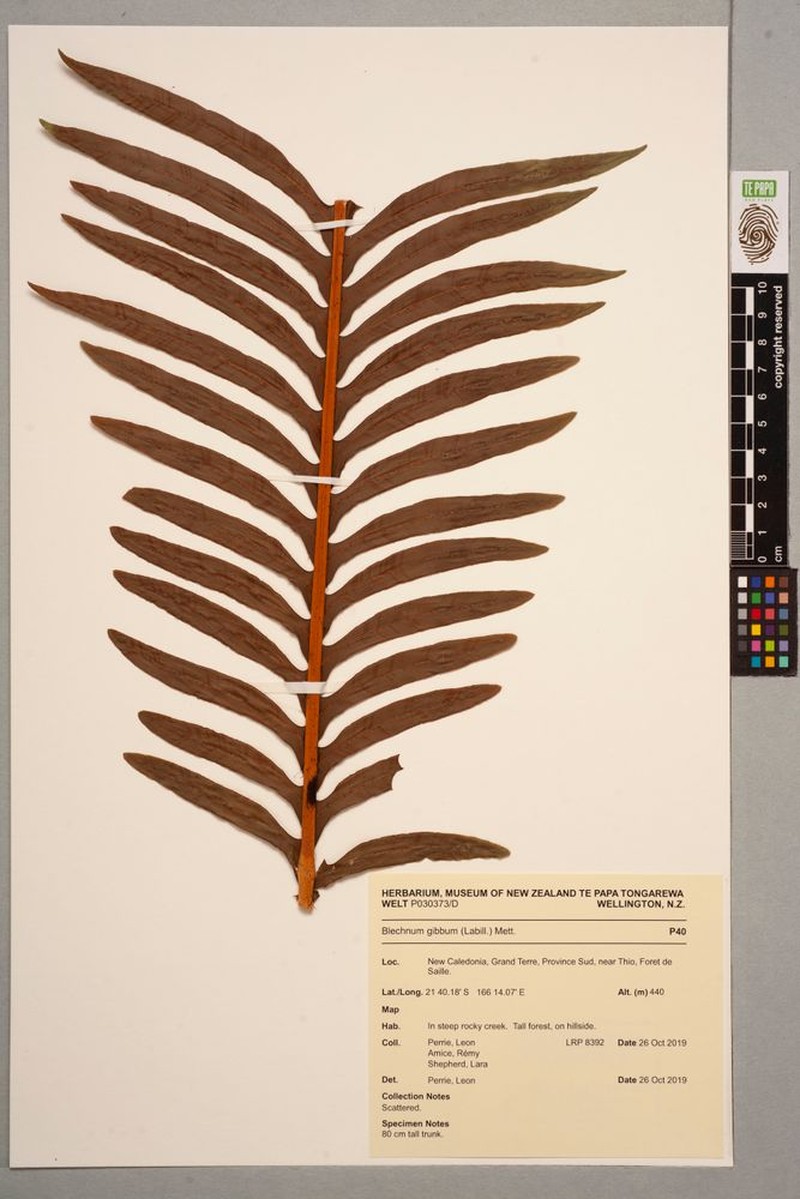 Blechnum gibbum photo 5