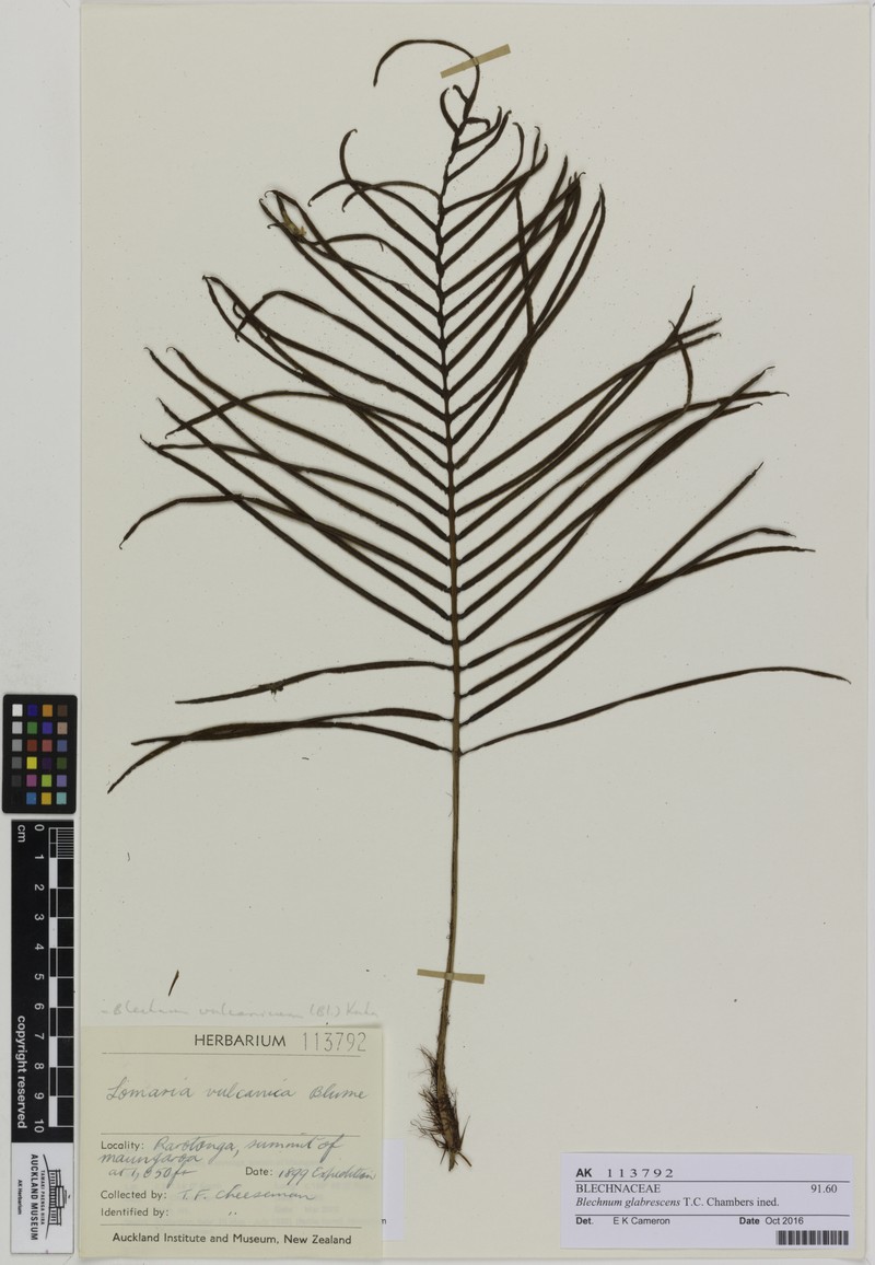Blechnum glabrescens photo 3