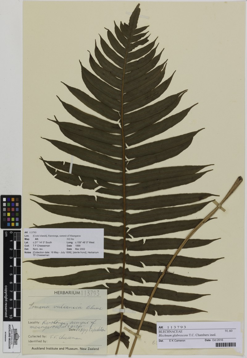 Blechnum glabrescens photo 4