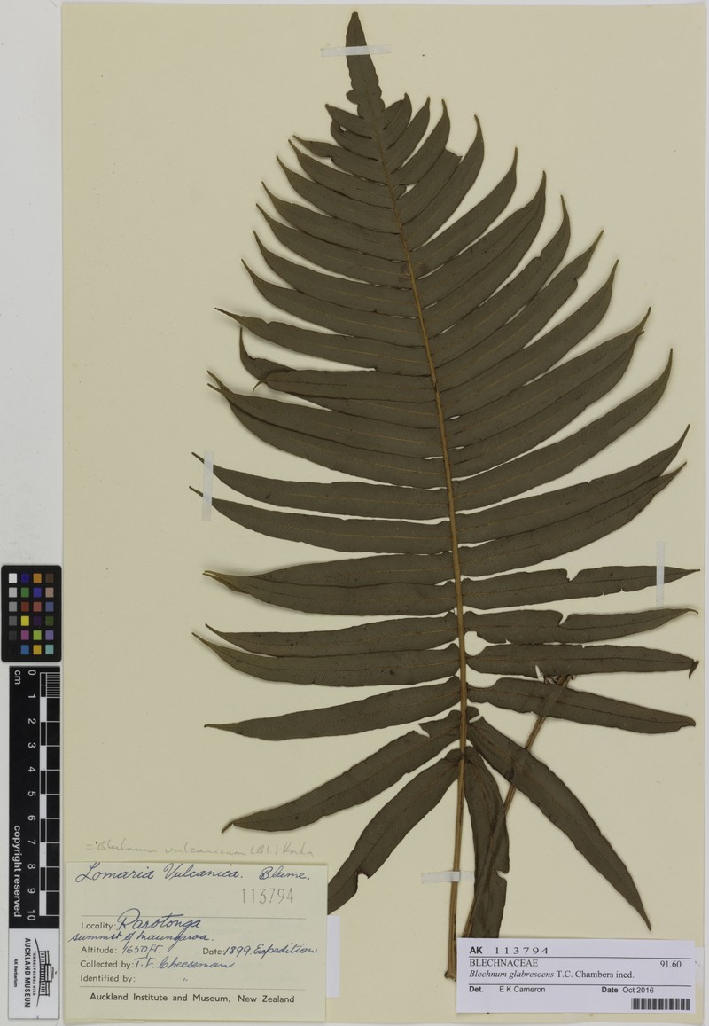 Blechnum glabrescens photo 5