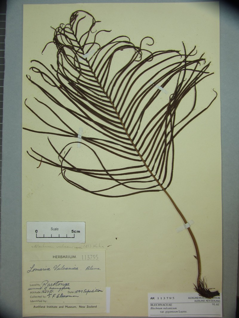 Blechnum glabrescens