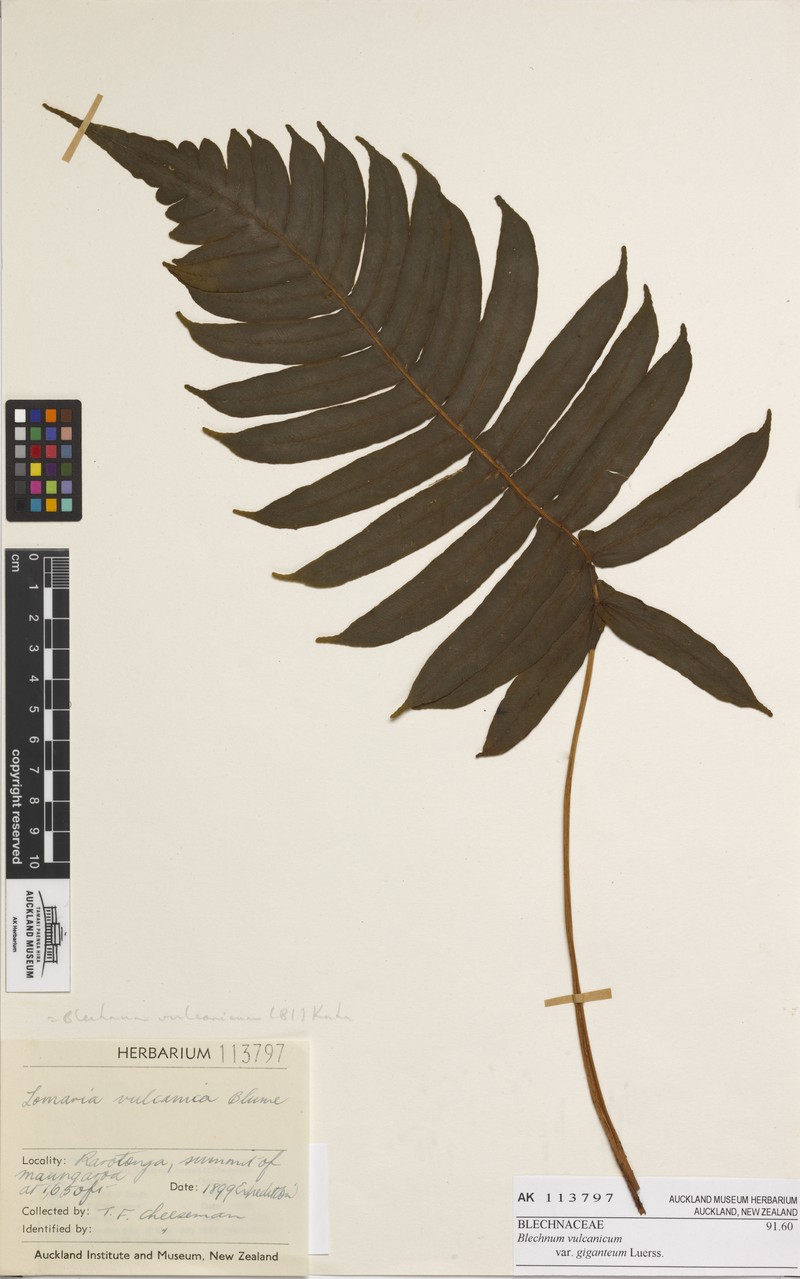 Blechnum glabrescens photo 6