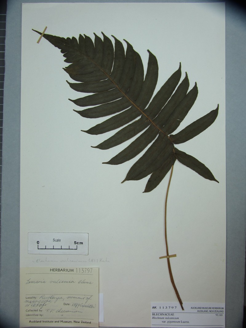 Blechnum glabrescens photo 8