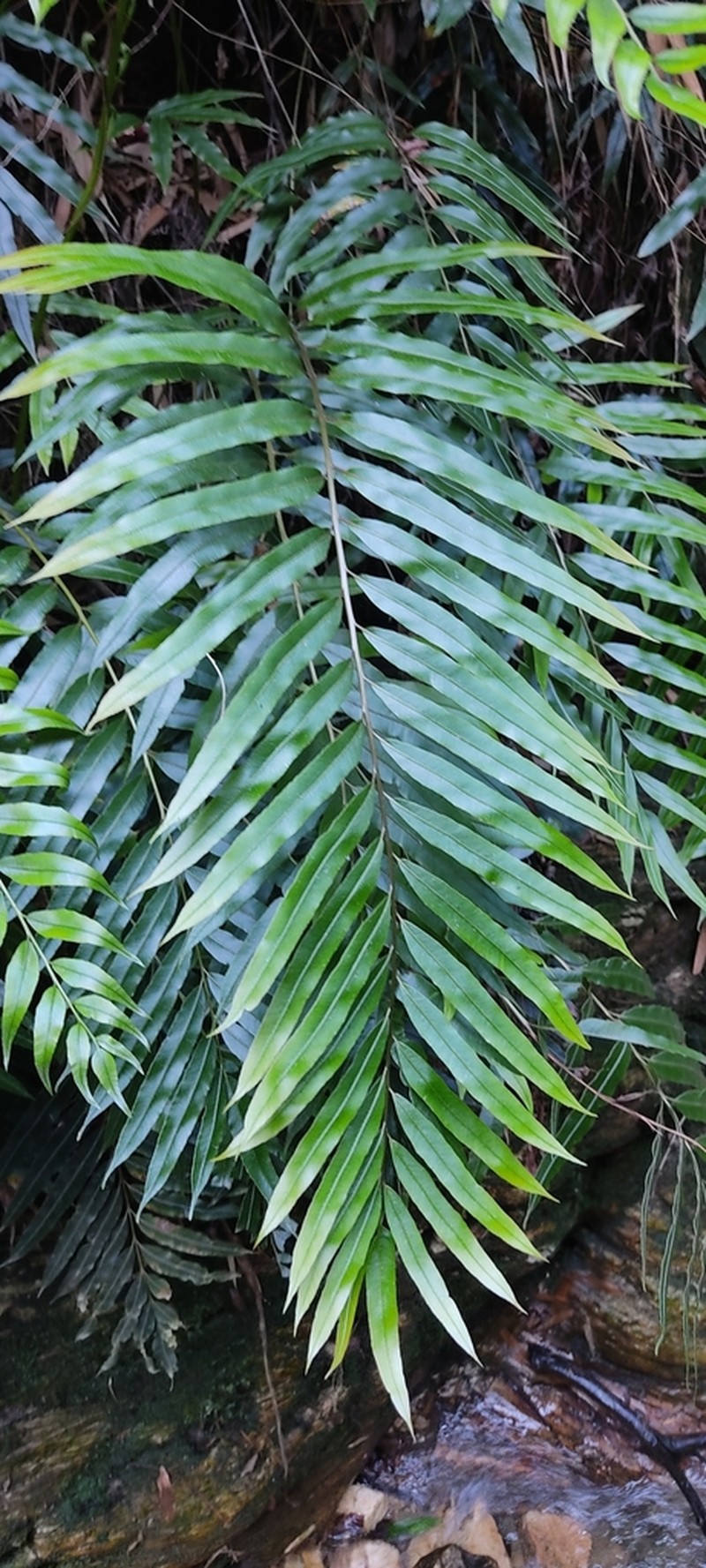 Blechnum glaziovii