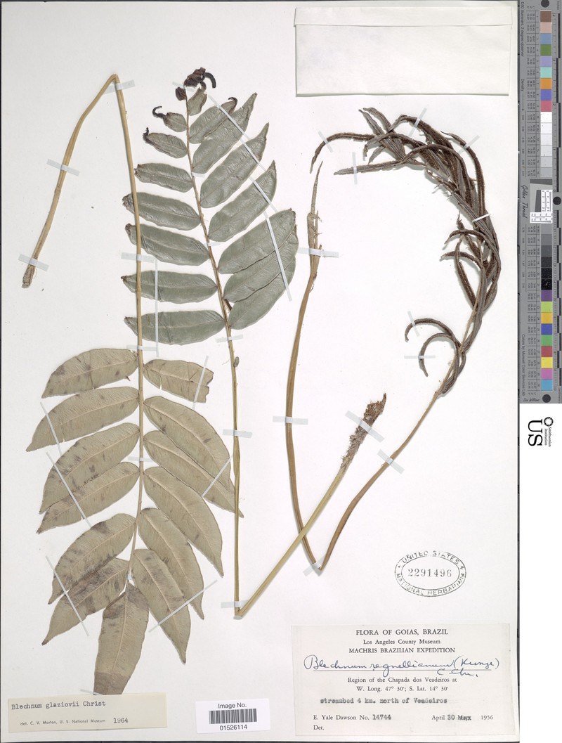 Blechnum glaziovii photo 3