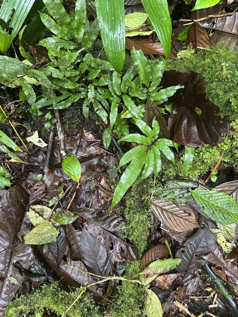 Blechnum gracile