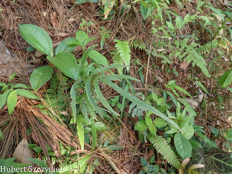 Blechnum gracile photo 2