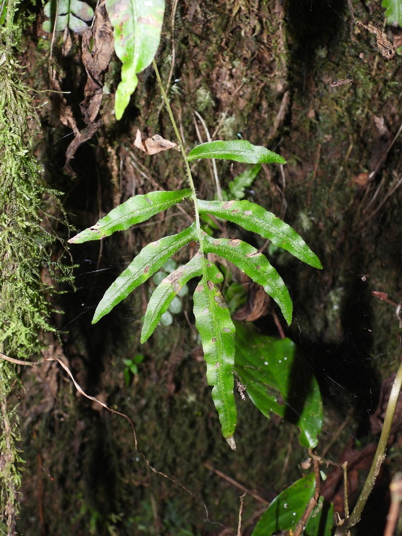 Blechnum gracile photo 3